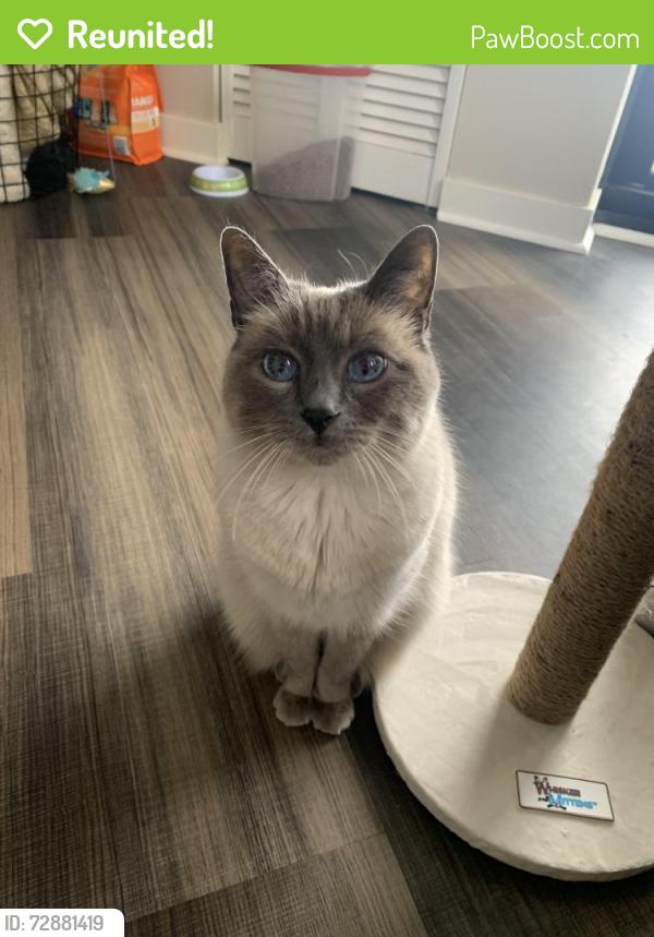Reunited Female Cat last seen McMenemy and 96, Vadnais Heights, MN 55127