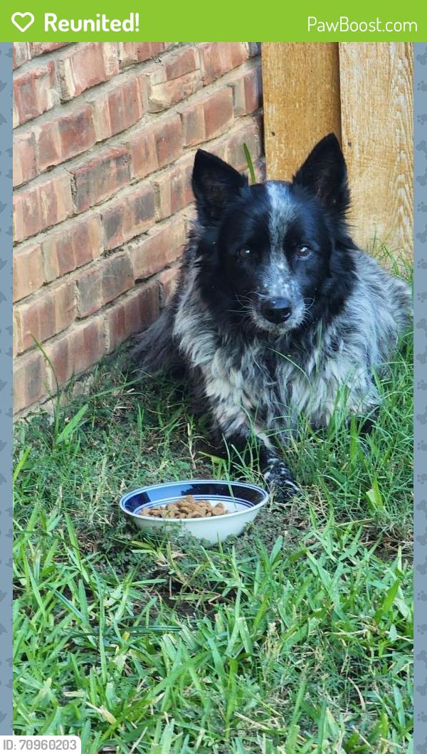 Reunited Unknown Dog last seen Forest Ridge and Medford, Bedford, TX 76021