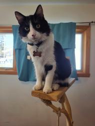 Reunited Male Cat last seen Northport hornbachers and north high, Fargo, ND 58102