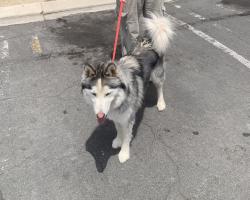 Found/Stray Male Dog last seen Shopping mall on Keystone and Fourth, Reno, NV 89503