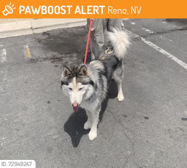 Found/Stray Male Dog last seen Shopping mall on Keystone and Fourth, Reno, NV 89503