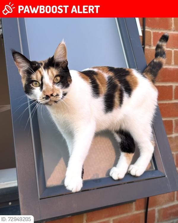 Lost Female Cat last seen Harold Wood, Greater London, England RM3 0GW