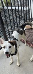 Reunited Male Dog last seen Aims community college , Greeley, CO 80634
