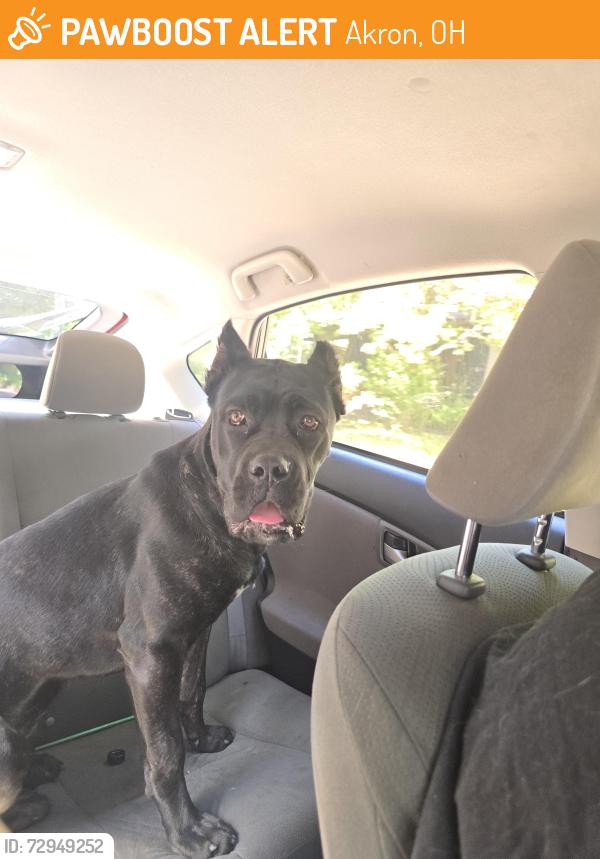 Found/Stray Female Dog last seen Innes middle school, Akron, OH 44317