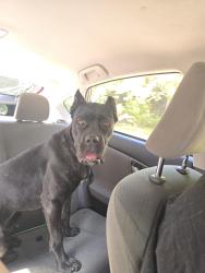 Found/Stray Female Dog last seen Innes middle school, Akron, OH 44317