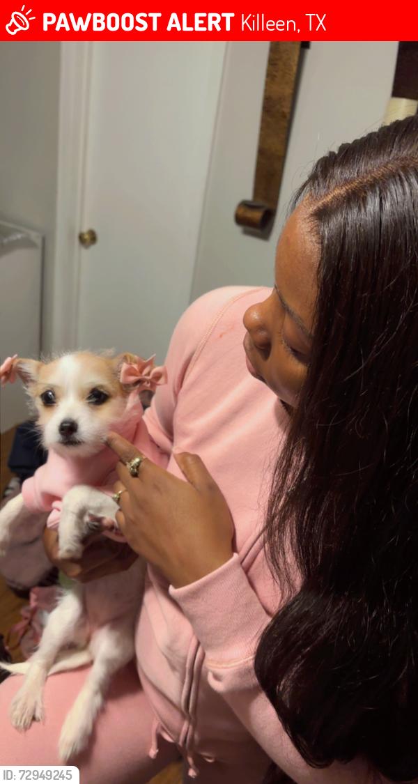 Lost Female Dog last seen Wax Myrtle ct, Killeen, TX 76543