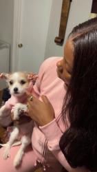 Lost Female Dog last seen Wax Myrtle ct, Killeen, TX 76543