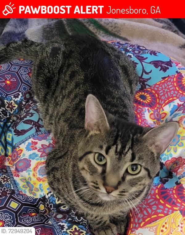 Lost Male Cat last seen Greystone , Jonesboro, GA 30238