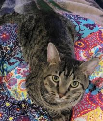 Lost Male Cat last seen Greystone , Jonesboro, GA 30238