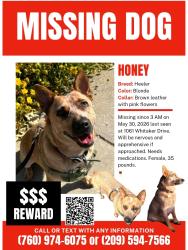 Reunited Female Dog last seen Whitaker Park, Reno, NV 89503