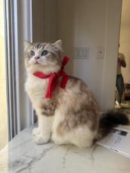 Reunited Male Cat last seen Pierce and Union St , San Francisco, CA 94123
