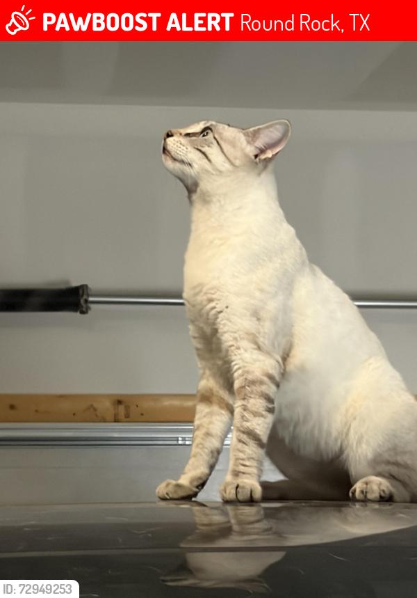Lost Male Cat last seen Near Padula drive, Round Rock, TX 78665