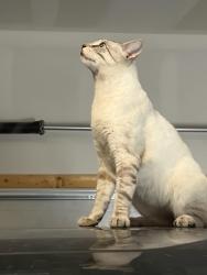 Lost Male Cat last seen Near Padula drive, Round Rock, TX 78665