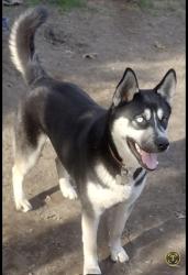 Lost Male Dog last seen Artesia High School, Lakewood, CA 90714