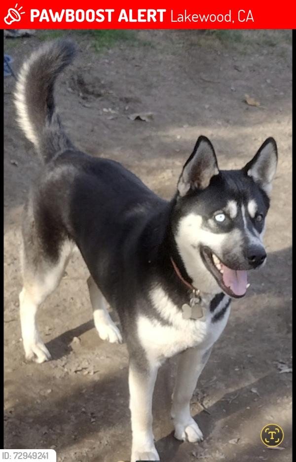 Lost Male Dog last seen Artesia High School, Lakewood, CA 90714