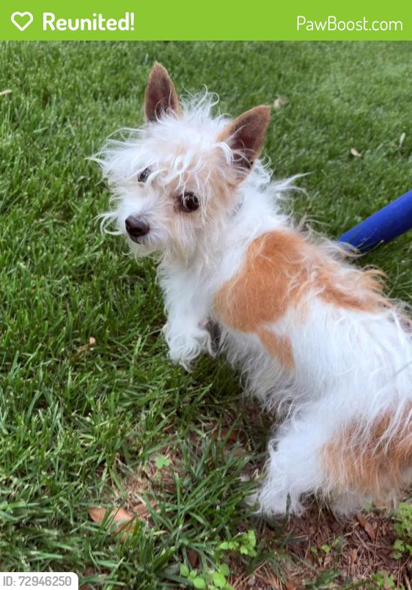 Reunited Female Dog last seen Birnam wood community pool , Spring, TX 77373