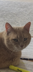 Lost Male Cat last seen Turkey hill gas station , Myerstown, PA 17067