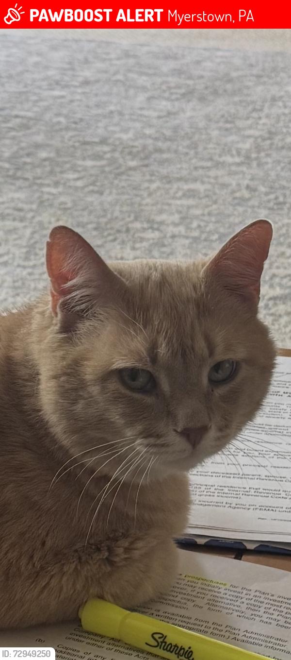 Lost Male Cat last seen Turkey hill gas station , Myerstown, PA 17067