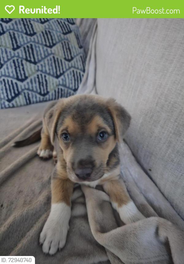 Reunited Male Dog last seen Knights Griffin Road and Kelso Road, Thonotosassa, FL 33592