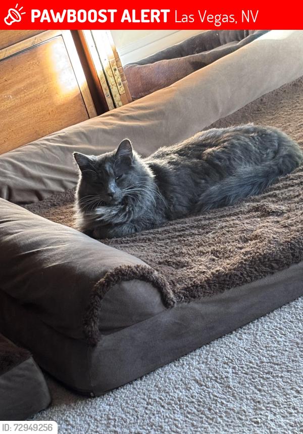 Lost Male Cat last seen Log Cabin and Durango, Las Vegas, NV 89143