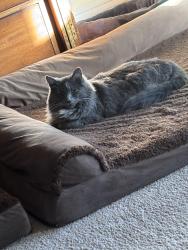 Lost Male Cat last seen Log Cabin and Durango, Las Vegas, NV 89143