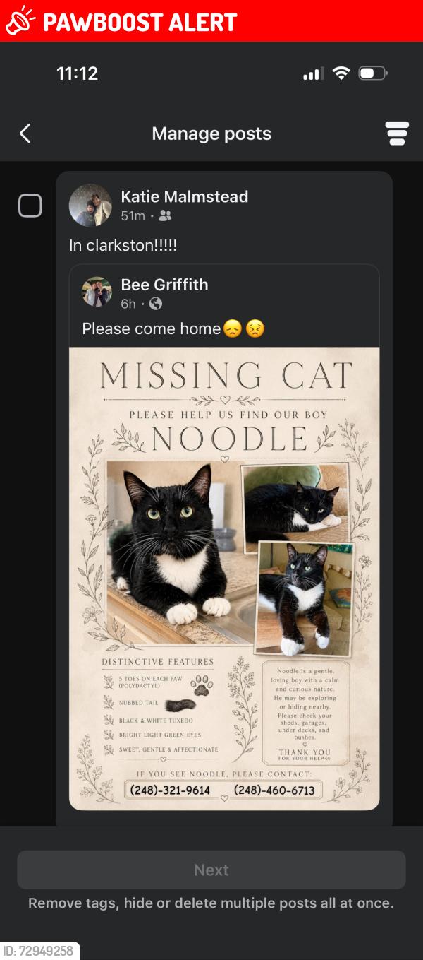 Lost Male Cat last seen hazel ct, Village of Clarkston, MI 48348