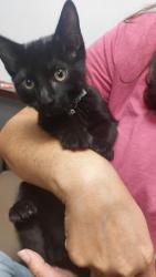 Found/Stray Male Cat last seen Fire Station #8 at W Rosedale and 12th Avenue, Fort Worth, TX 76104