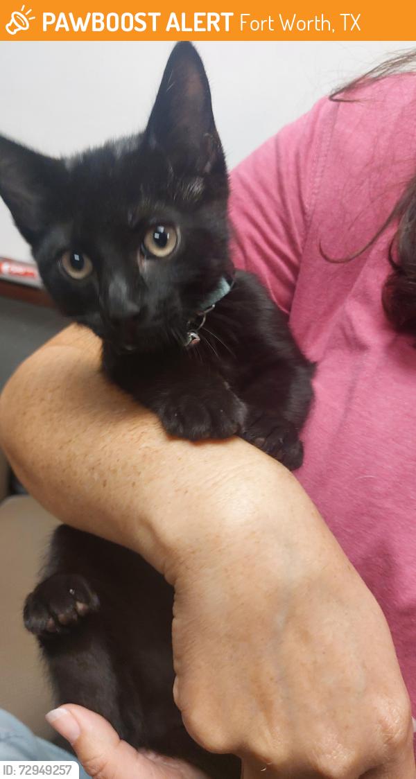 Found/Stray Male Cat last seen Fire Station #8 at W Rosedale and 12th Avenue, Fort Worth, TX 76104