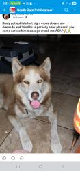 Lost Male Dog last seen Alameda and 92nd st, Los Angeles, CA 90002