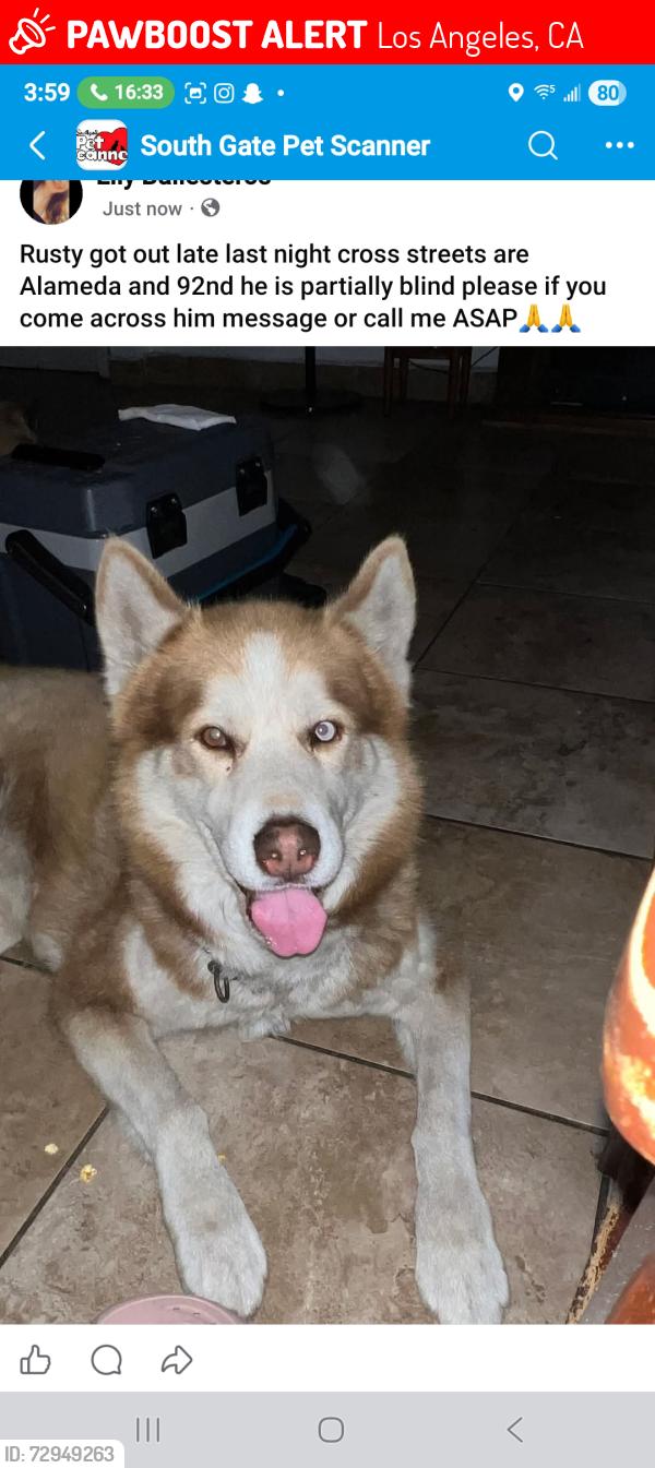 Lost Male Dog last seen Alameda and 92nd st, Los Angeles, CA 90002