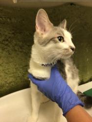Shelter Stray Female Cat last seen Near BLOCK W BLAINE ST, RIVERSIDE, CA 92507, Jurupa Valley, CA 92509