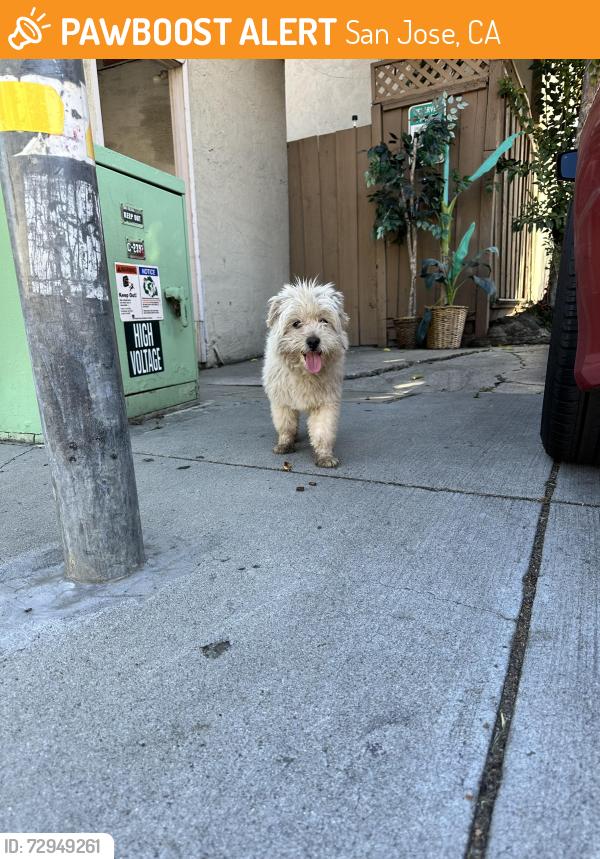 Found/Stray Male Dog last seen Near Buckeye Dr and pistachio Dr inside the apmts, San Jose, CA 95111