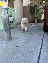 Found/Stray Male Dog last seen Near Buckeye Dr and pistachio Dr inside the apmts, San Jose, CA 95111