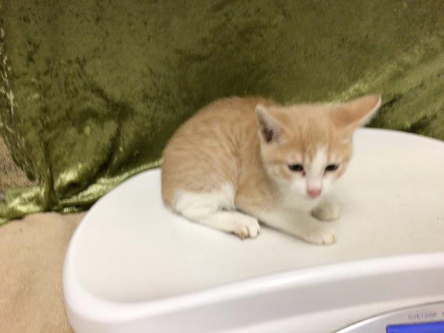 Shelter Stray Female Cat last seen Near BLOCK EVEREST AVE RIVERSIDE 92503, Jurupa Valley, CA 92509