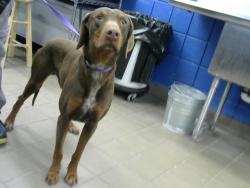 Shelter Stray Male Dog last seen MONTGOMERY & SAN MATEO, Albuquerque, NM 87112