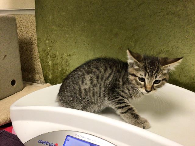 Shelter Stray Male Cat last seen Near BLOCK EVEREST AVE RIVERSIDE 92503, Jurupa Valley, CA 92509