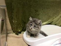 Shelter Stray Female Cat last seen Near BLOCK EVEREST AVE RIVERSIDE 92503, Jurupa Valley, CA 92509