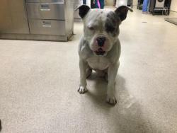 Shelter Stray Male Dog last seen Near BLOCK MISSION INN AVE, RIVERSIDE, CA, Jurupa Valley, CA 92509