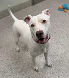 Shelter Stray Female Dog last seen Near BLOCK FONTAINE, Brighton, CO 80601