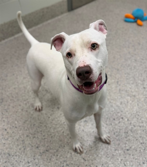 Shelter Stray Female Dog last seen Near BLOCK FONTAINE, 12155 Park Blvd, Brighton, CO 80601, USA