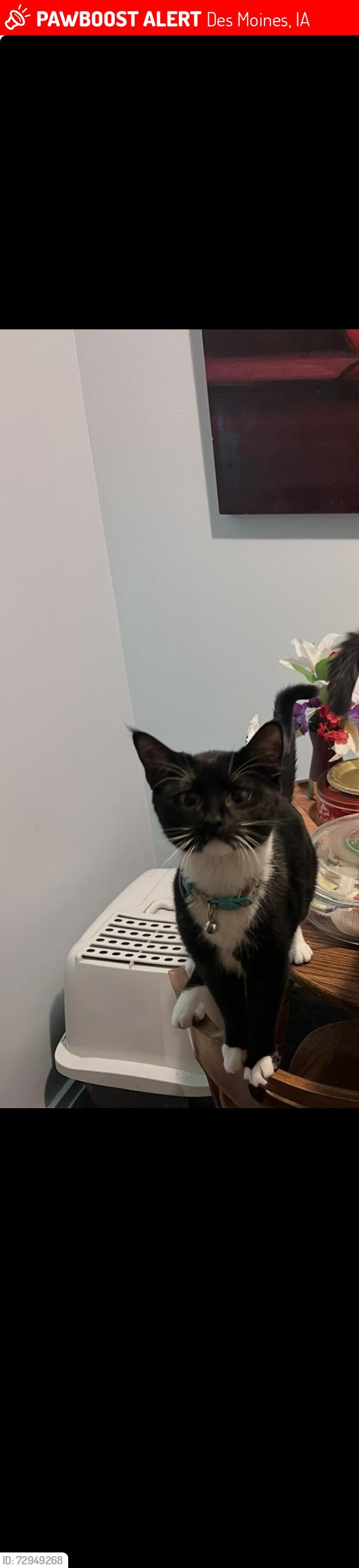 Lost Female Cat last seen Urbandale and douglas , Des Moines, IA 50310
