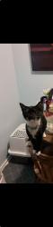 Lost Female Cat last seen Urbandale and douglas , Des Moines, IA 50310