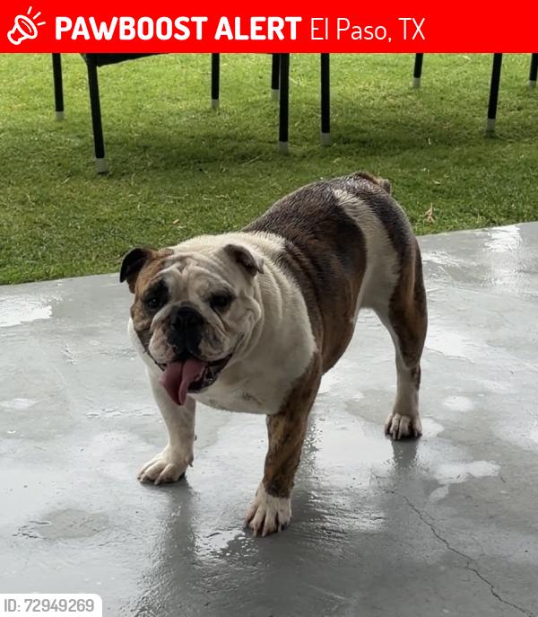 Lost Female Dog last seen Rich Beem/ Montana, El Paso, TX 79938