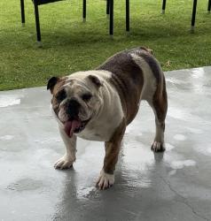 Lost Female Dog last seen Rich Beem/ Montana, El Paso, TX 79938