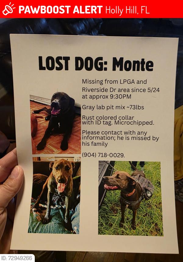 Lost Male Dog last seen Lpga & riverside dr , Holly Hill, FL 32117