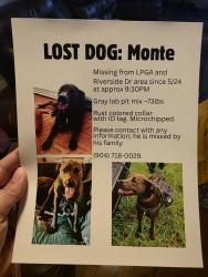Lost Male Dog last seen Lpga & riverside dr , Holly Hill, FL 32117