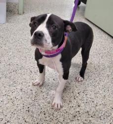 Shelter Stray Female Dog last seen Near BLOCK W WARREN AVE, DETROIT MI 48228, Detroit, MI 48211