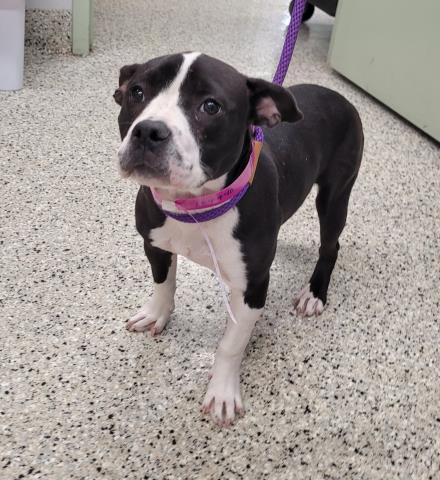 Shelter Stray Female Dog last seen Near BLOCK W WARREN AVE, DETROIT MI 48228, Detroit, MI 48211