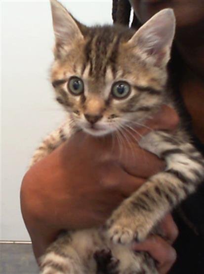 Shelter Stray Male Cat last seen CHARLOTTE, 8315 Byrum Dr, Charlotte, NC 28217, USA