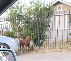 Found/Stray Unknown Dog last seen Tilley elementary School , Fresno, CA 93737